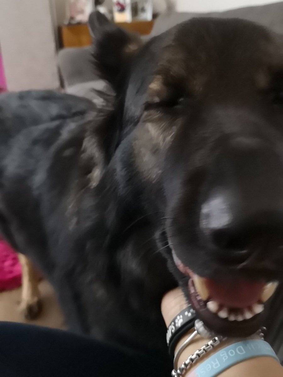Valeysmrs's tweet photo. @Crufts @Channel4 @clarebalding Our beautiful GSD Koko who has changed our lives dramatically &amp; wouldn't be without her ❤️ @curlyvale https://t.co/5T87D7TJRh