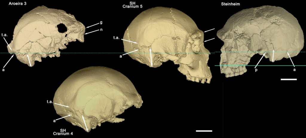 robertosaezm's tweet image. #FossilFriday Virtual reconstruction of Middle Pleistocene hominin crania: Aroreira 3, Sima de los Huesos 4 &amp;amp; 5, Steinheim.  📷 Daura et al (2017)
➕ info Aroeira 3: the westernmost Middle Pleistocene cranium of Europe wp.me/p4Bi9E-10f