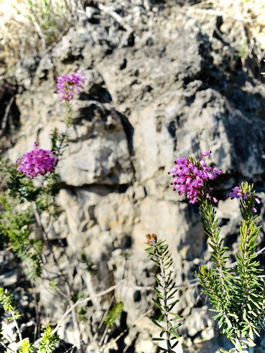 ‘Tu cercaves una flor i vares trobar un fruit.
Cercaves una font i vares trobar un riu.’

Edith Södergran