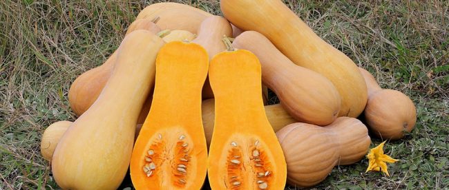 Manfaat &amp; Cara Mengolah Labu Madu yang Lezat Buat Keluarga
gitacinta.com/cara-mengolah-…