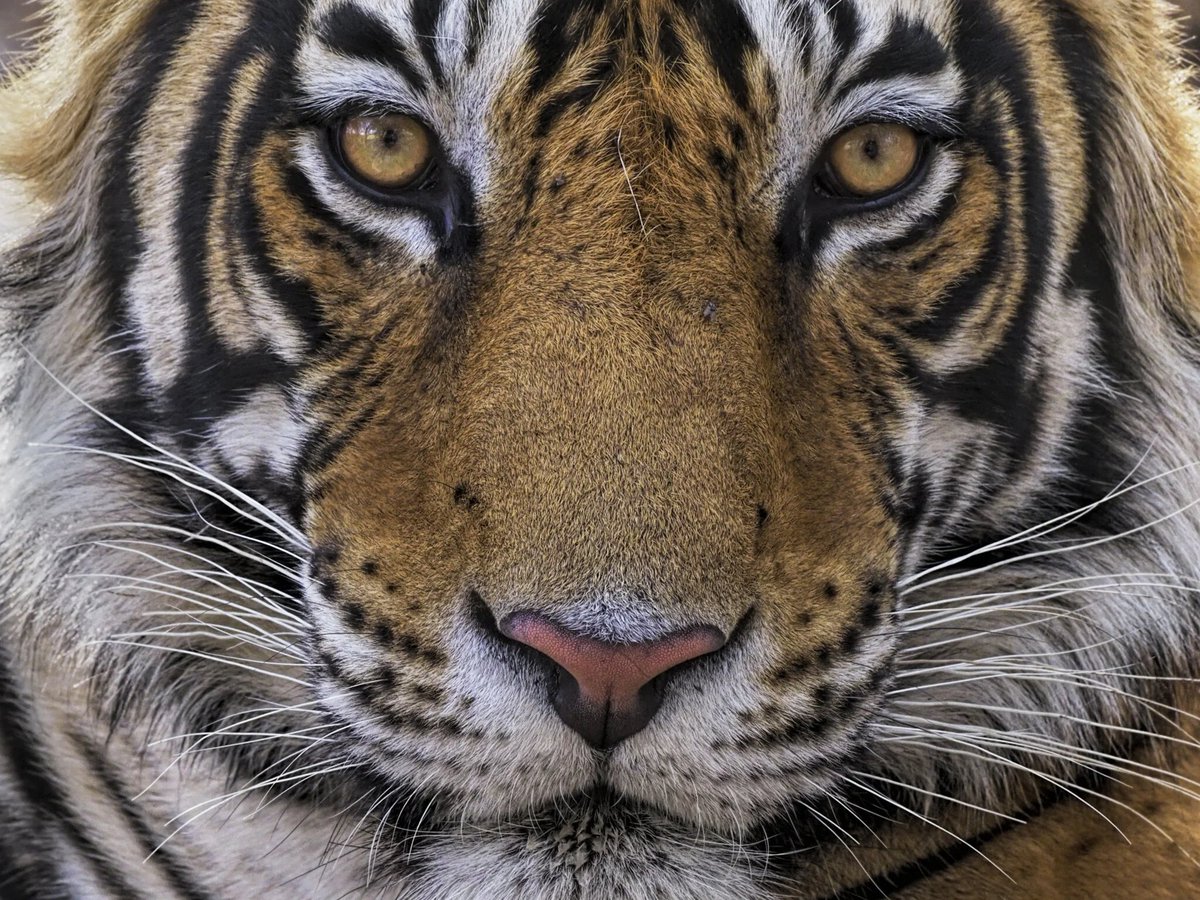 💥🐯 My first <a href="/UKconservation/">ECOS: A review of conservation</a> article with Sue Stolton, Nigel Dudley, Smriti Dahal and Mike Belecky reviewing <a href="/WWF_tigers/">WWF Tigers</a> and @Equilibrium_Res Living with Tigers: Coexistence with large carnivores report

#Coexistence #Tigers #HWC #Carnivores

ecos.org.uk/ecos-43-3-3-1-…