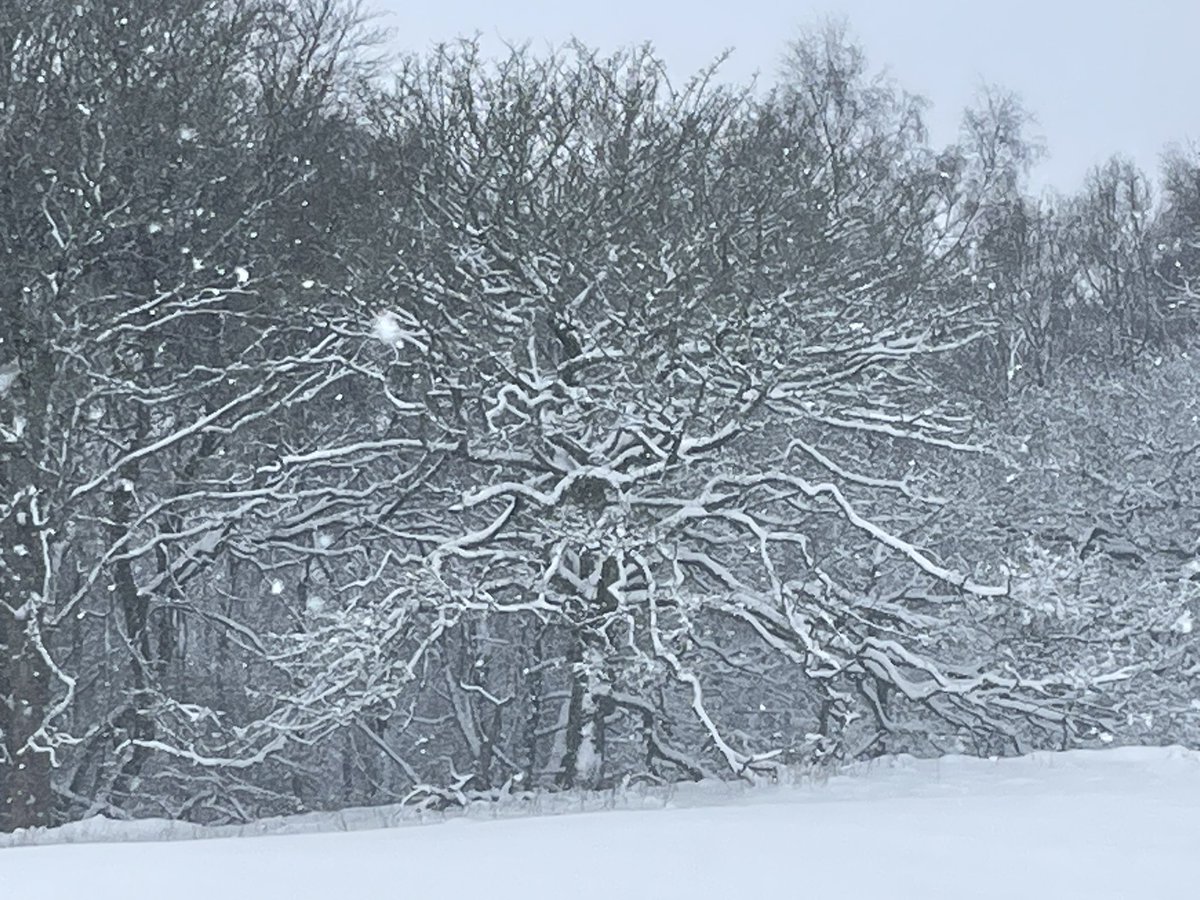 onarockatlast's tweet photo. @campbellclaret A tree that’s seen it all before… https://t.co/Qi3RdjPZGl