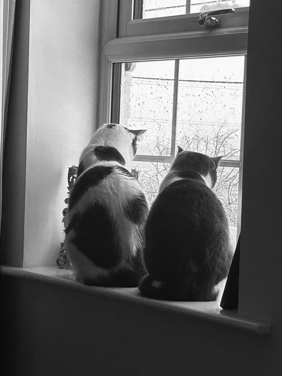 Watching the snow this morning #CatsOfTwitter