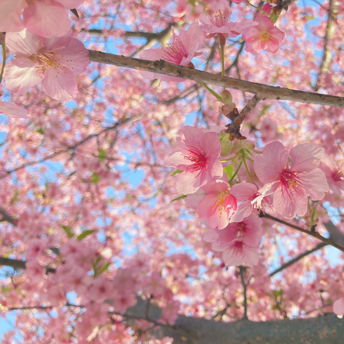 #河津桜 #桜 #花 #木 #自然 
#cherrytree #cherryblossom #flower  #tree #nature #Iphonese2 
#キリトリセカイ #Iphoneで撮影  
#ダレカニミセタイハナ 
#花が好き #自然が好き 
#花が好きな人と繋がりたい
#自然が好きな人と繋がりたい
#写真好きな人と繋がりたい
#写真撮ってる人と繋がりたい