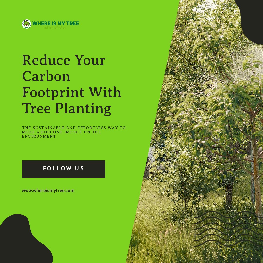 Whereismy_Tree's tweet photo. Did you know that planting trees can significantly reduce your carbon footprint? Trees naturally absorb carbon dioxide from 

#whereismytree #plantforfuture #treeplantation https://t.co/Xj3WxtgyLb