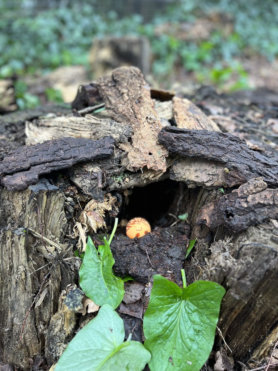@acornpe (@acornpe) on Twitter photo Animal den construction today at forest school! Can you guess the animal? #forestschool #denbuilding <a href="/HeytesburySch/">HeytesburyPrimary</a> <a href="/DiltonMarshSch/">Dilton Marsh Primary School</a> <a href="/newcloseschool/">New Close Primary School Warminster</a> <a href="/stjohnswarmins1/">@stjohnswarminster</a> <a href="/primary_avenue/">The Avenue Primary School & Children's Centre</a> Animal den construction today at forest school! Can you guess the animal? #forestschool #denbuilding <a href="/HeytesburySch/">HeytesburyPrimary</a> <a href="/DiltonMarshSch/">Dilton Marsh Primary School</a> <a href="/newcloseschool/">New Close Primary School Warminster</a> <a href="/stjohnswarmins1/">@stjohnswarminster</a> <a href="/primary_avenue/">The Avenue Primary School & Children's Centre</a>