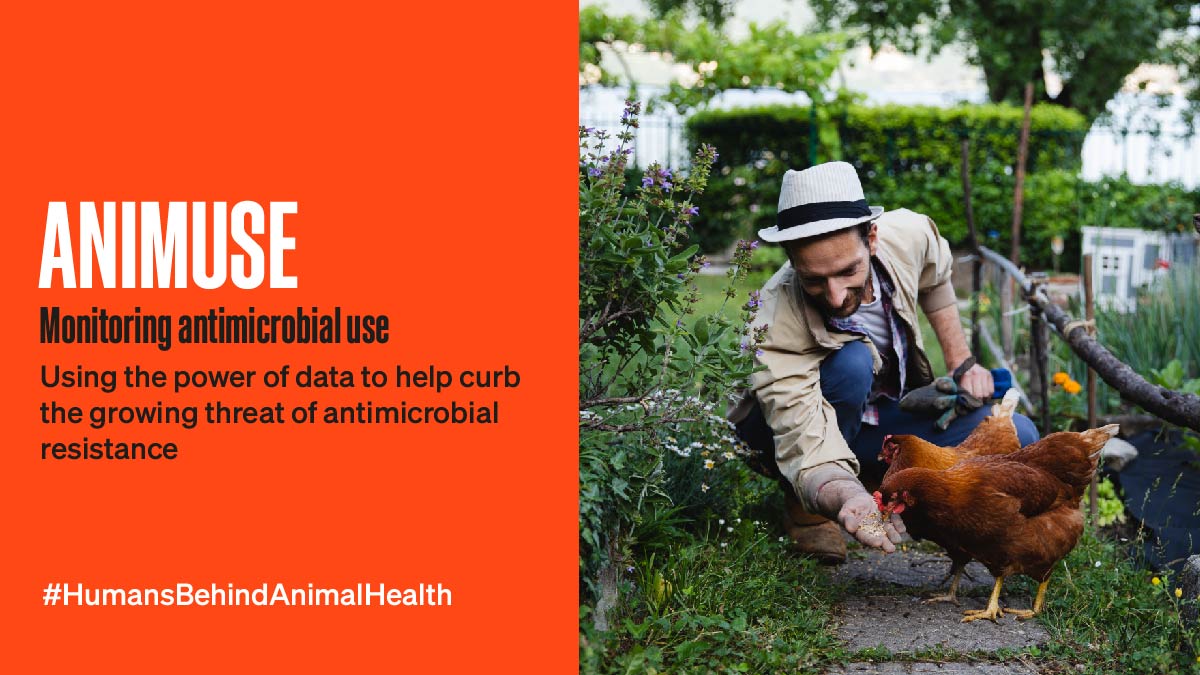 WOAH's tweet photo. ANIMUSE (ANImal AntiMicrobial USE) aims to use data to help curb AMR through better monitoring of antimicrobial use in animals. 92 countries already reported data on ANIMUSE since its 2022 launch.
More about the platform 👉 https://t.co/xmb7sn2Ed4
#HumansBehindAnimalHealth https://t.co/rm6EIFmSkg