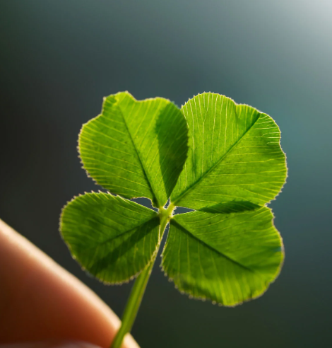 Bigelow Commons tweet media