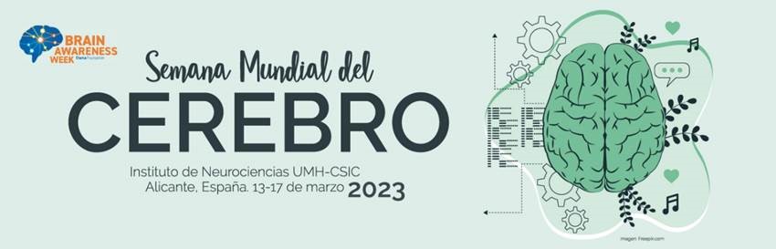 asociacionruvid's tweet image. 📣 Del 13 al 17 de marzo 📅 Semana del Cerebro 🧠 en el Instituto de Neurociencias @NeuroAlc buff.ly/3mK04YE  

#Neurociencia #BrainWeek