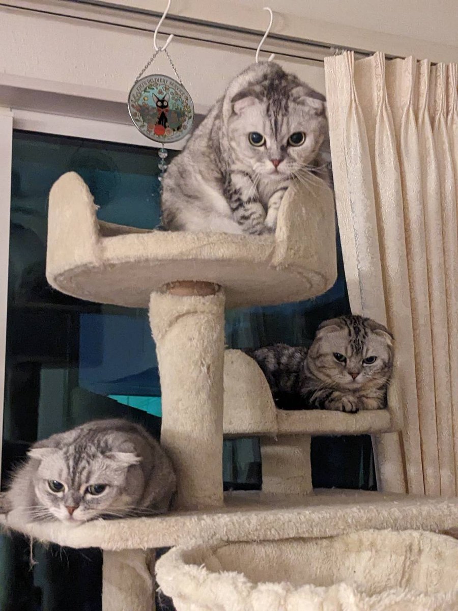 左から
お母さん：あずき🐈‍⬛
長女：あんみつ🐈‍⬛
長男：くろまめ🐈‍⬛

#ねこ #猫 #cat #こねこ #マンチカン #スコティッシュフォールド #猫のいる暮らし