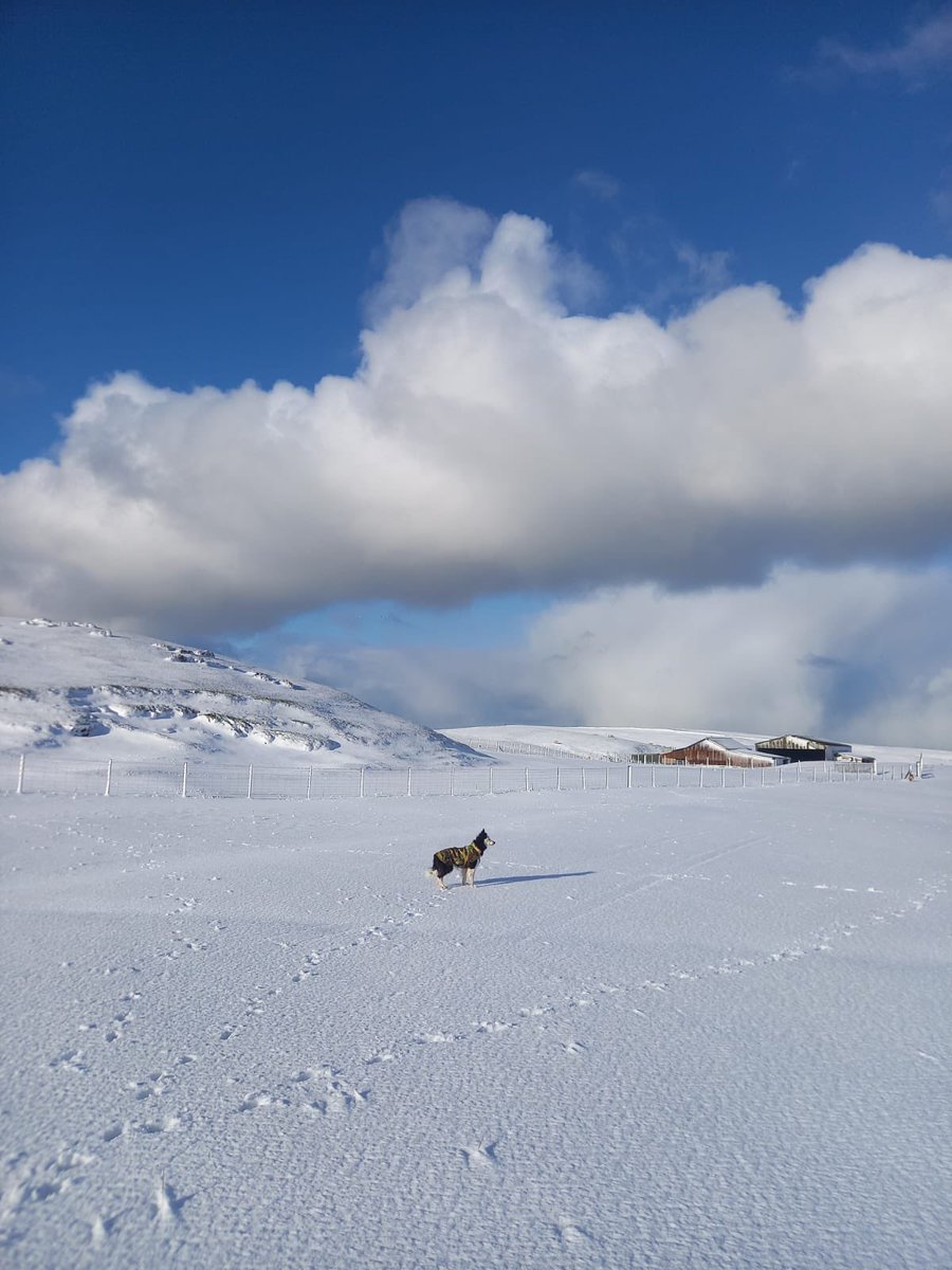 DanOrmeShepherd's tweet photo. Blaze enjoying the sun this morning. #bordercollie #workingsheepdog #snowday https://t.co/Fk6WcrHw7n