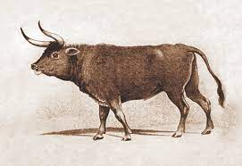 One of my world 'what ifs'? is, what if Aurochs hadn't gone extinct? What if they were farmed?
Do you have any in your fantasy worlds? #fantasyauthors