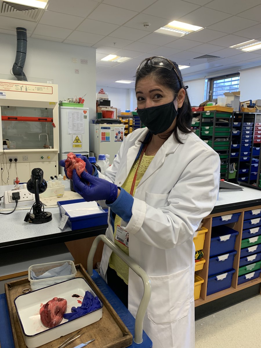 EdinburghTechs's tweet photo. Just a wee gallery of what our tech team does on a day to day basis: dissections, glass rod and cleaning up!
#TECHOGNITION @TECHOGNITIONUK #sciencetechnicians #techniciansmakesciencework https://t.co/vNeDfiEq0C