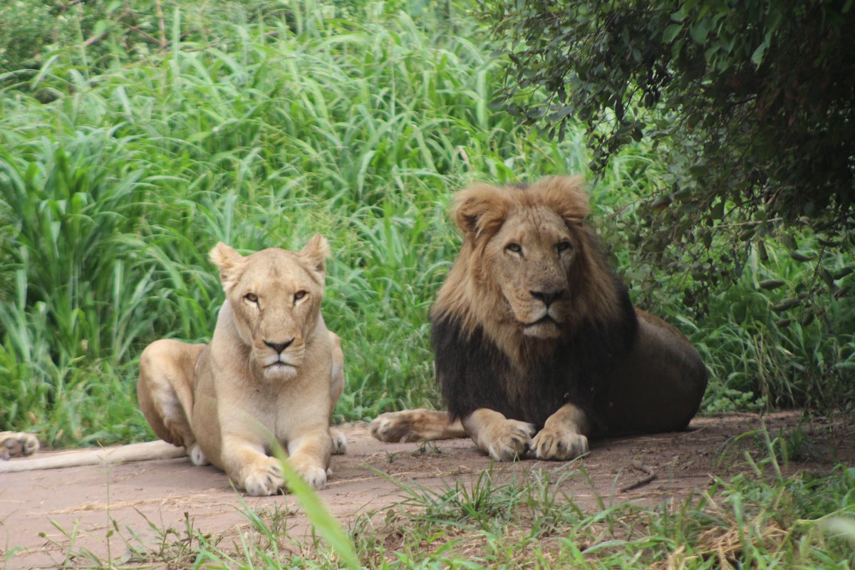 Here’s a picture of Samaya and Sekulu to make you smile on a Friday #fridayvibes #almosttheweekend #Lions #zambia #feedlions #Wildlife #savelions #nature