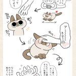 愛猫のおしりについたゴミを取ろうとしたら･･･!可愛くて癒されちゃう「猫漫画」が話題に!