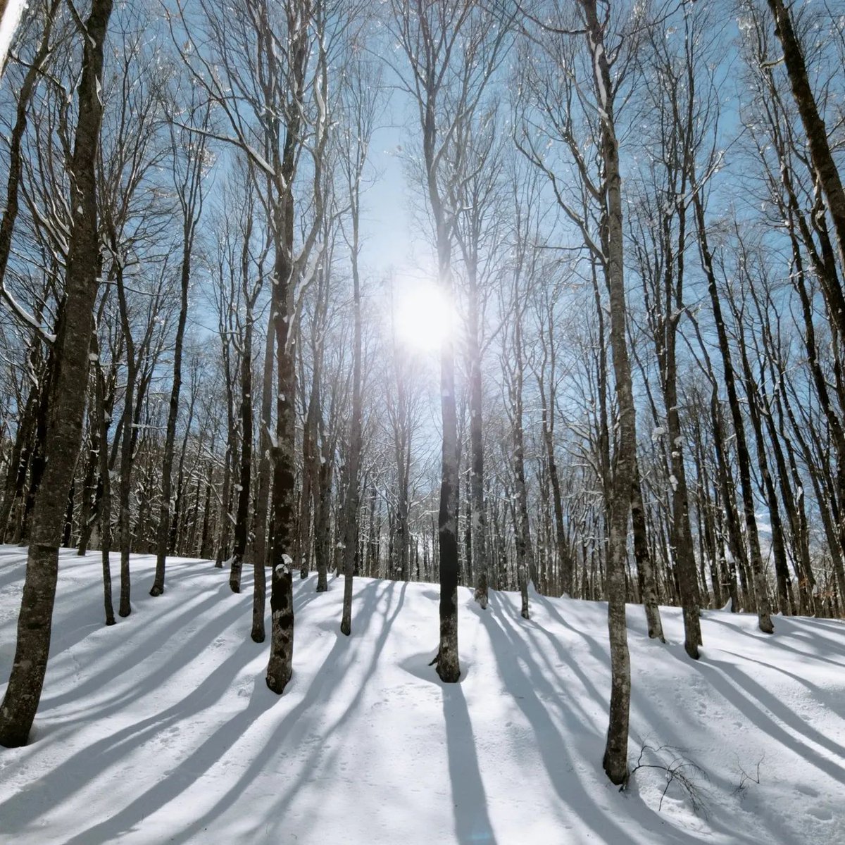 YourAbruzzo's tweet photo. Pronti a dare uno sguardo su uno dei luoghi montani più affascinanti d'#Abruzzo? 😉Boschi, impianti sciistici, scorci suggestivi... Avete indovinato di quale località si tratta?
Tutte le info sulla montagna invernale qui 👉 https://t.co/MaokKx54aM
#wildAbruzzo #smartAbruzzo https://t.co/nP6V8WHJti