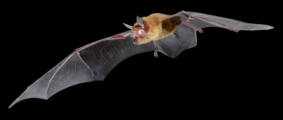The latest version of the Batnames database has just been released, and there are now *1462* species of bats recognized! batnames.org