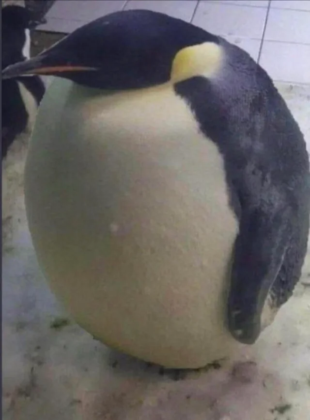 nixcraft's tweet photo. Which Linux distro is this? #ChonkyLinux https://t.co/lB5jFUXRtI