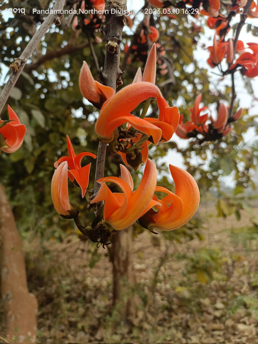 ସୁଦୀପ୍ tweet media