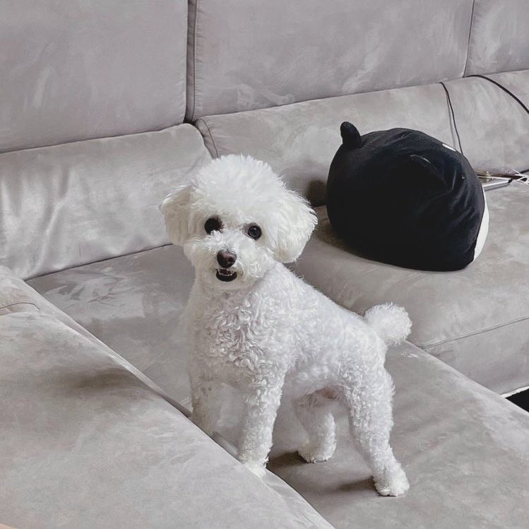 m1dngz's tweet image. — our gaeul.
a #heehoon au wherein,
their shared puppy gives them a second chance in love.
