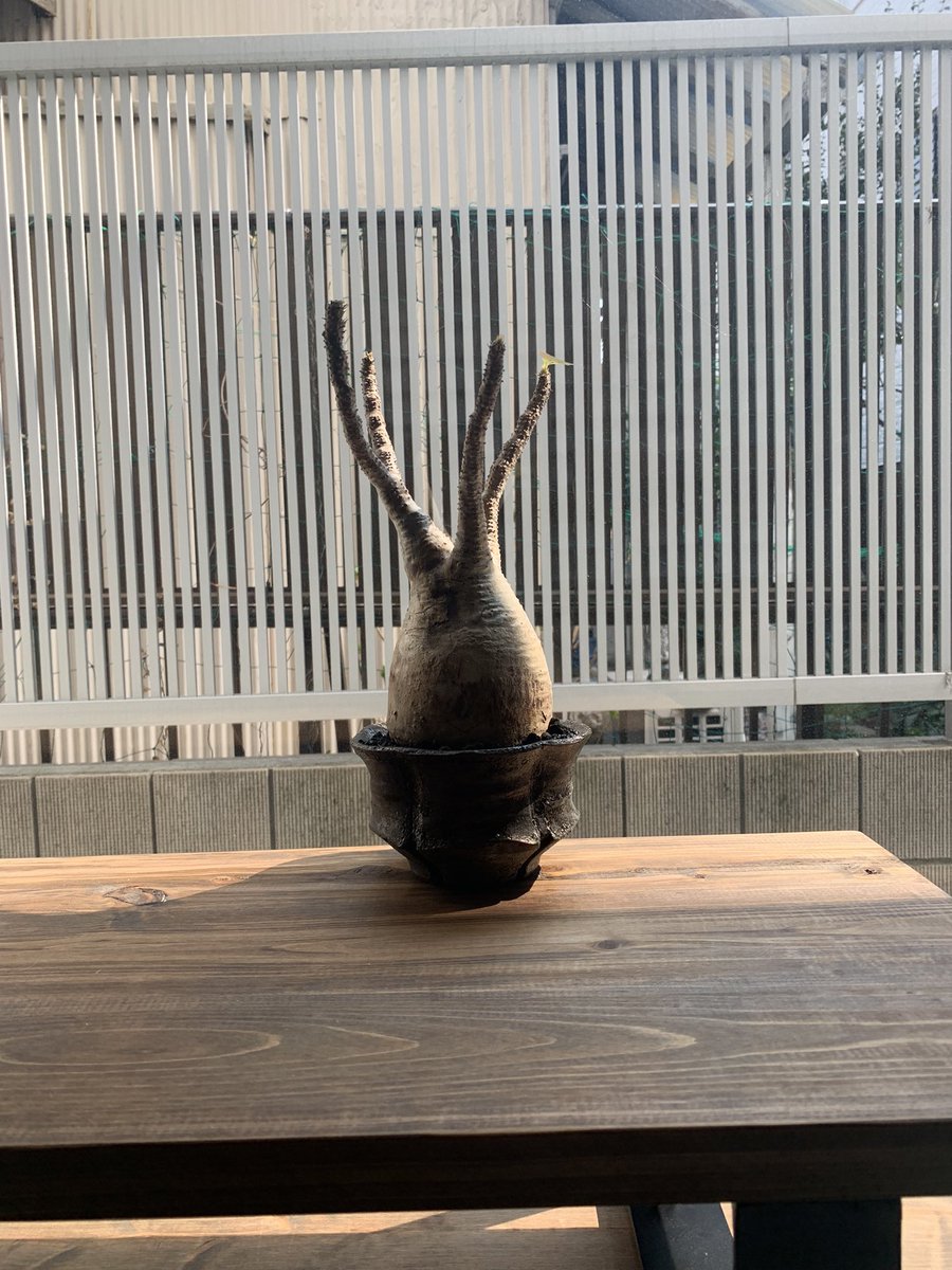 gintosan's tweet photo. 記念すべきコーデックス第1号
グラキリスお迎えしました👏
しっかり育ててどんどん増やして行きたい
植欲がすんごいのよ最近🪴
#塊根植物 https://t.co/oOvTlXQ3pA
