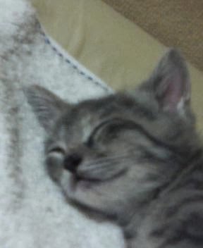 Googleフォトに保存していた20年物の写真なので画像粗いですね^_^;
#猫
#猫といる暮らし