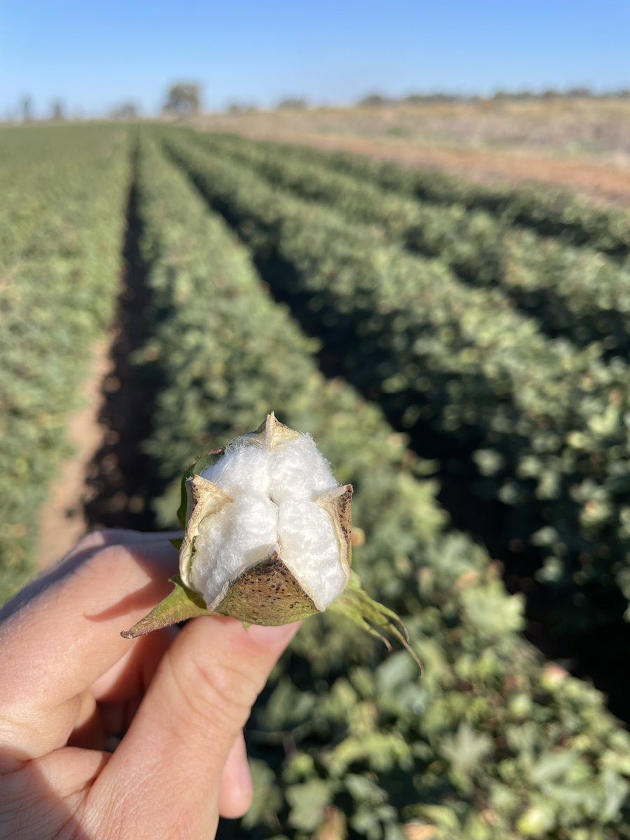 Nick Ronfeldt (@nickronfeldt) on Twitter photo 746 at cracked boll in the south, #gogeldriensw #cotton <a href="/SouthernValleys/">Southern Valleys Cotton Growers Association</a> <a href="/YPCAgronomy/">YPC Agronomy</a> <a href="/SmcgrathSam/">Sam McGrath</a> 746 at cracked boll in the south, #gogeldriensw #cotton <a href="/SouthernValleys/">Southern Valleys Cotton Growers Association</a> <a href="/YPCAgronomy/">YPC Agronomy</a> <a href="/SmcgrathSam/">Sam McGrath</a>