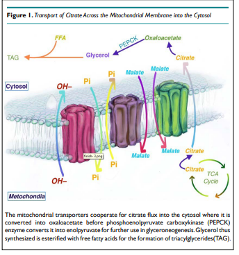 DROpenJournal's tweet image. &quot;Fatty Acid Escape Hypothesis: The Pathway to Type-2 Diabetes&quot; by Khawaja Husnain Haider, PhD  [ISSN 2379-6375]

Read the full article here: bit.ly/3itHwug

Click here to submit the manuscript: bit.ly/3GNx61Q

#openventio #OpenAccess  #Diabetes #Fattyacid