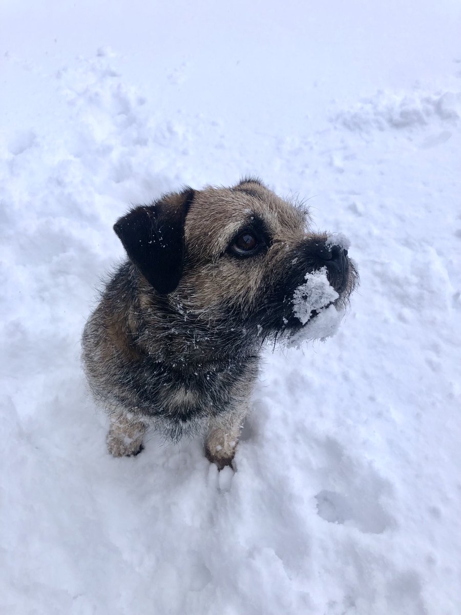 RuffralphT's tweet photo. Not sure about this white stuff! https://t.co/Kqz0CXJEcy