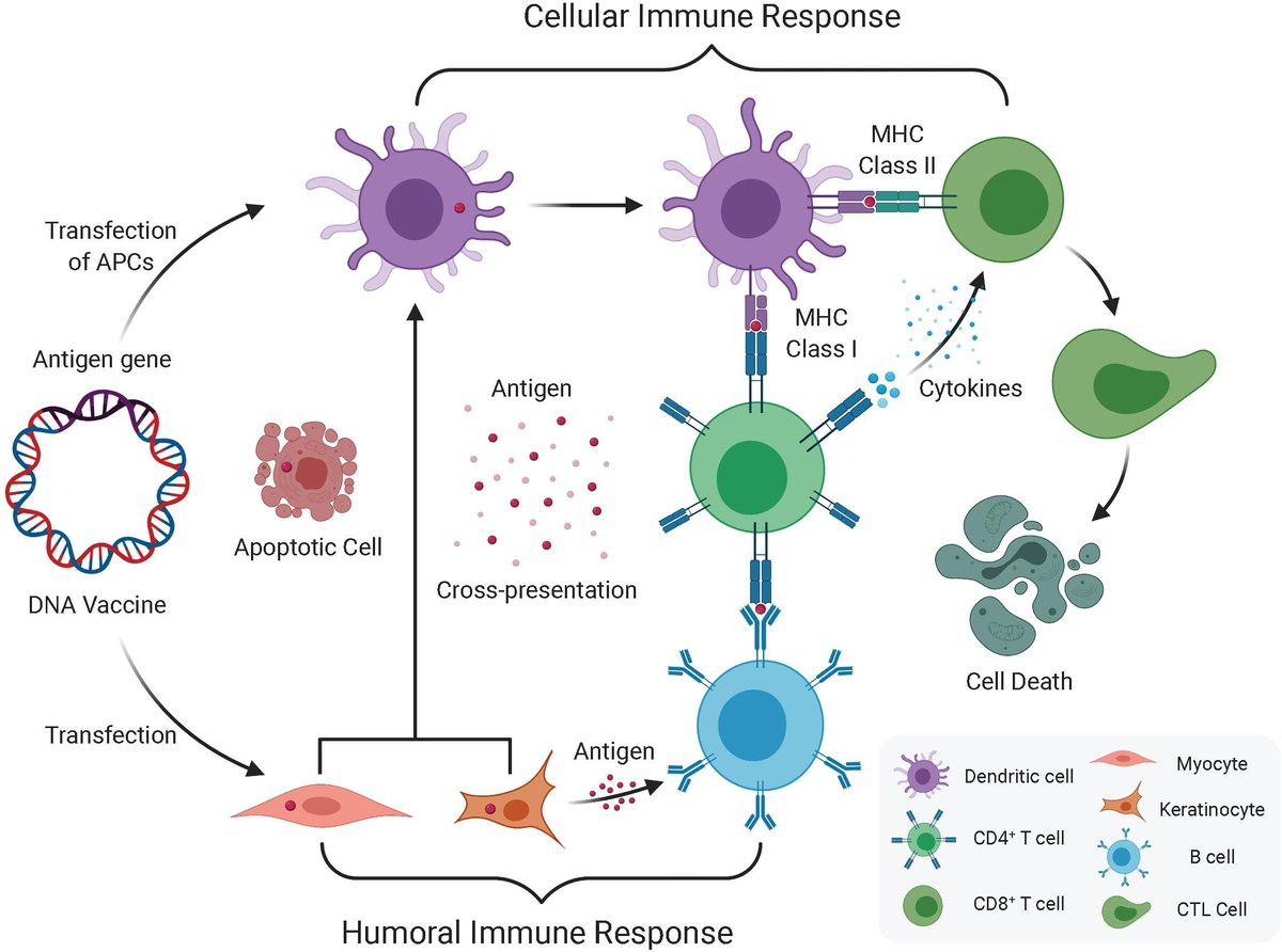 jimmunoallerg's tweet photo. Cellular immunity is a protective immune process that involves the activation of phagocytes, antigen-sensitized cytotoxic T cells and the release of cytokines and chemokines in response to antigen.
#immunology #allergy #immunesystem #Cellularimmunity #antigen #phagocytes https://t.co/DDu4gQt46q