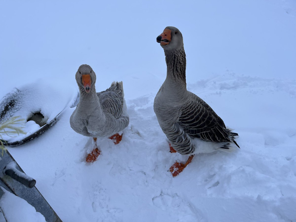 Gam Farm Rare Breeds tweet media