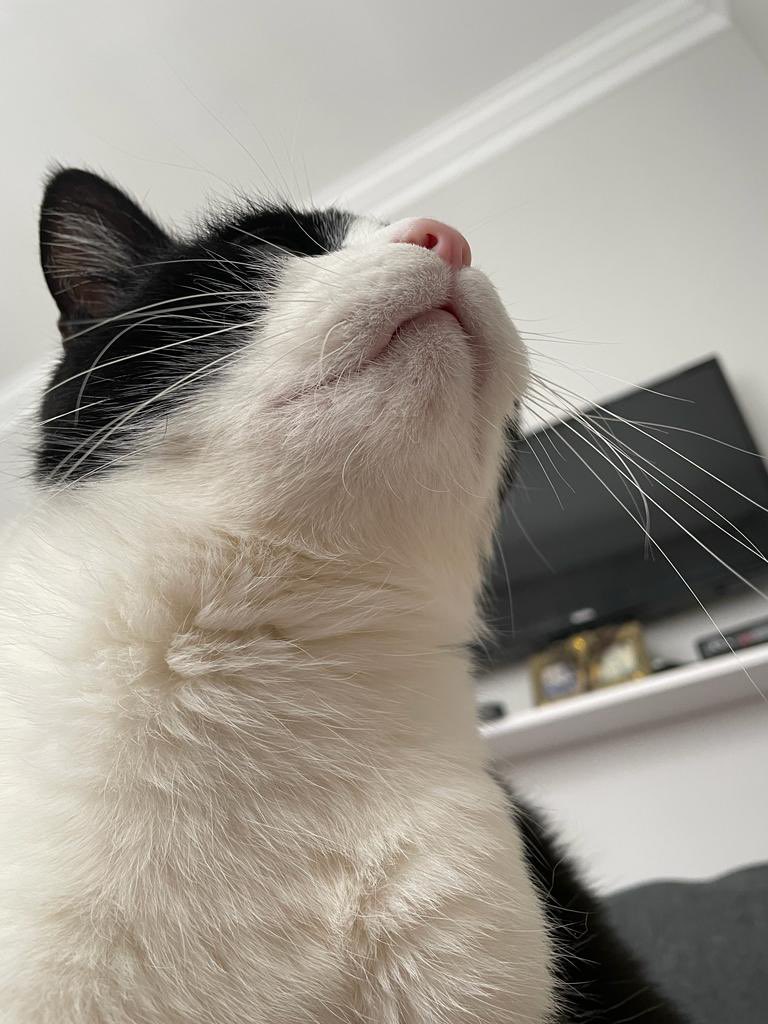 Yeni dubak dolgusu yapturdum nasıl olmuşş🫢 #CatsOfTwitter #Friday