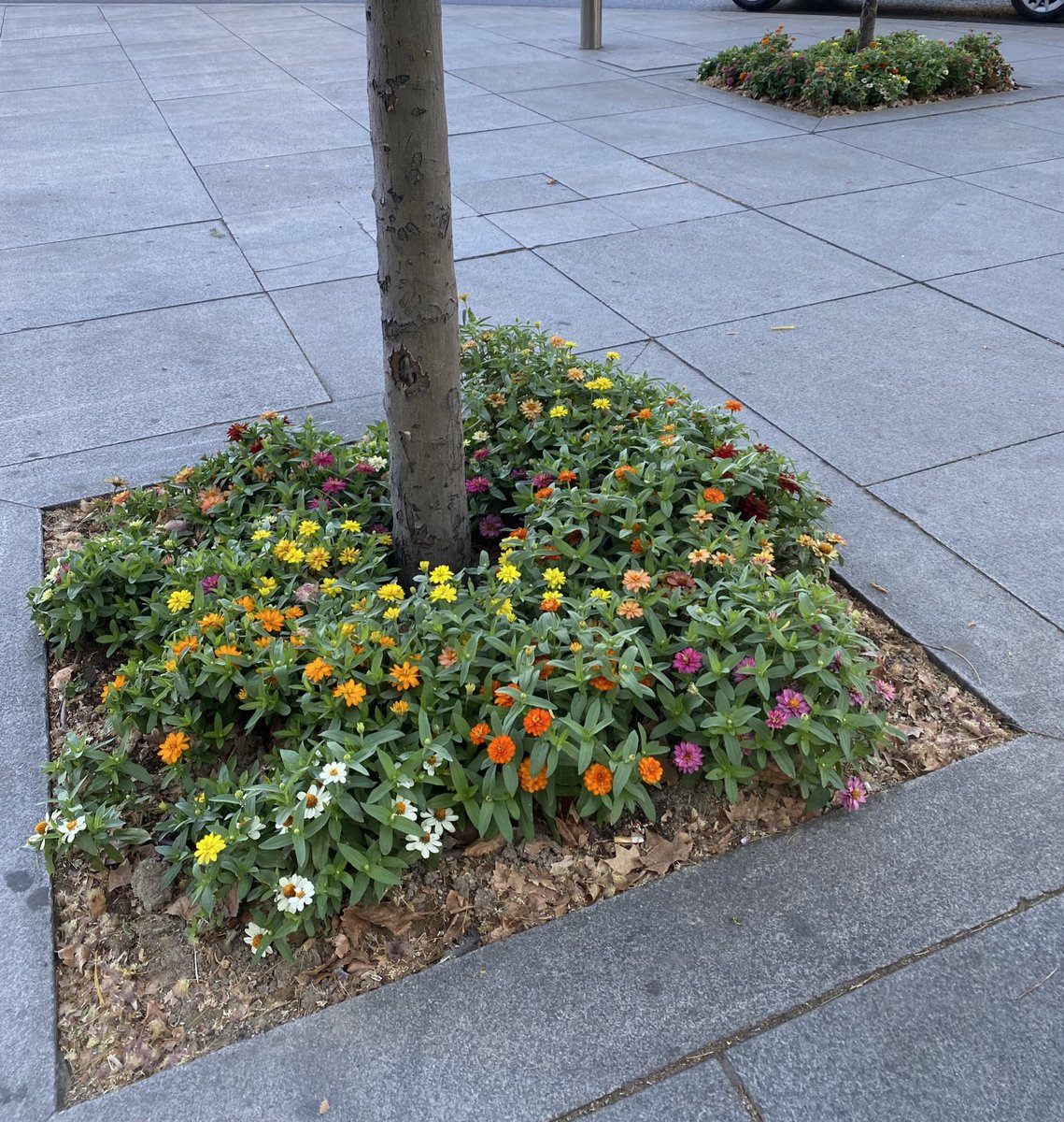 ignaciobenitop's tweet photo. Ojo, que el Ayuntamiento los cuida cuando quiere (el problema es que quiere poco).

Otro juego de agudeza visual:

a) Pan Bendito

b) El Pozo

c) Cibeles

d) San Cristóbal https://t.co/85WOBNtCQg