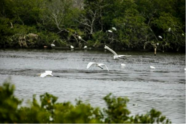 🕊️🕊️🕊️Birds are the “barometer” of the ecological environment. At the estuary of the #LuodaiRiver, #Dongfang, #egrets are dancing on the river and playing with each other in groups.🌿🌿🌿