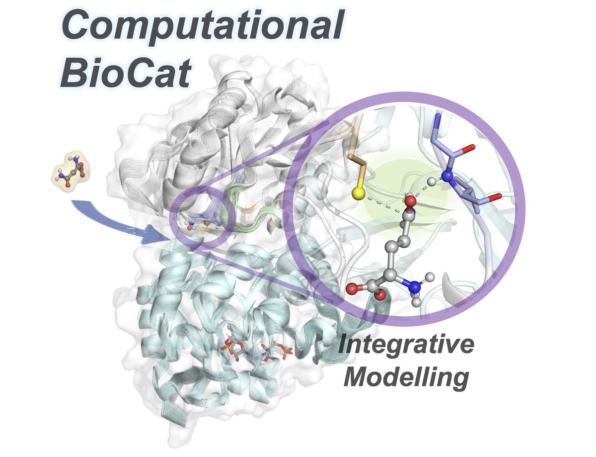 2 PhD and 1 Postdoc positions in Computational Biochemistry and Biocatalysis are open in the group of Marc Garcia-Borràs (@MarcGBQ) and Ferran Feixas (@ferranfeixas) at the @IQCCUdG @univgirona #compchem