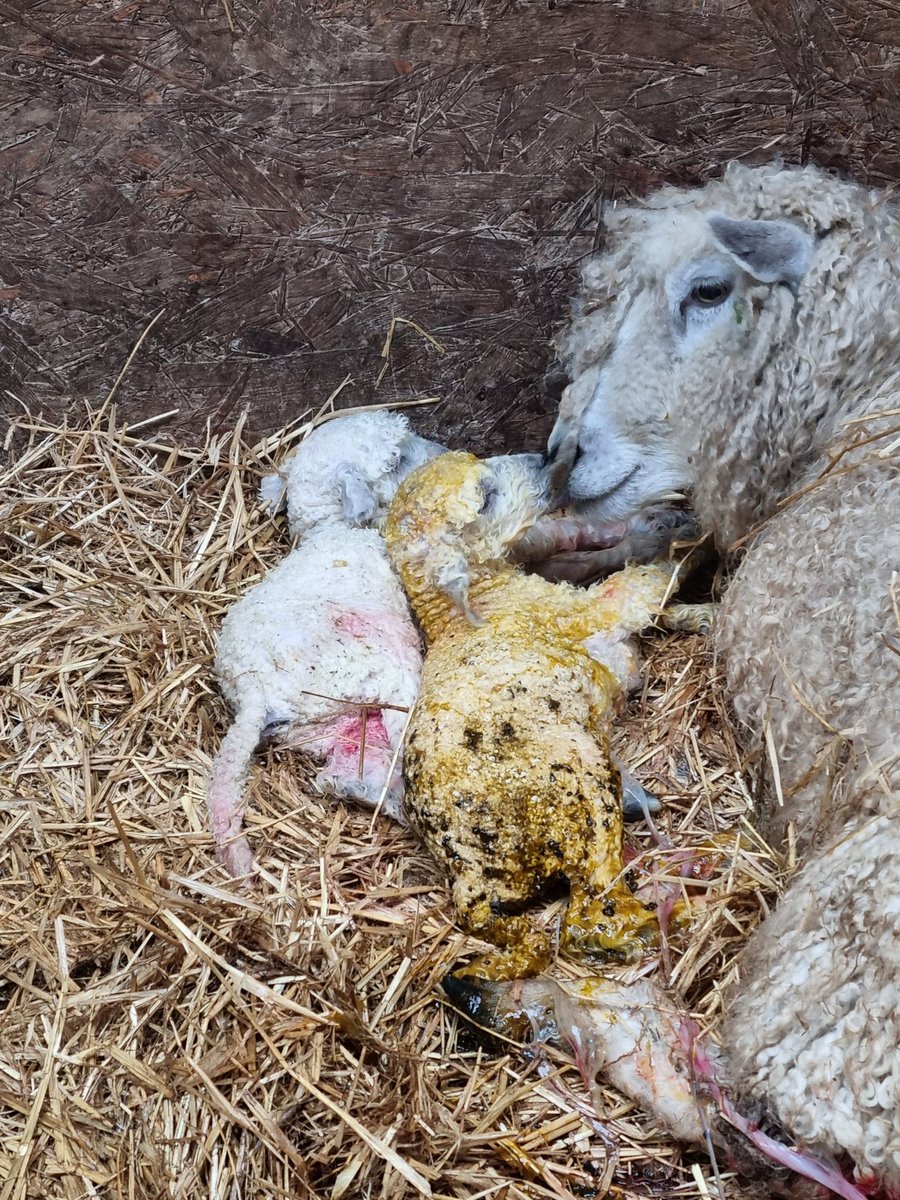 farm_wit's tweet photo. First time mum Fantasia taking it all in her stride. Some beautiful Leicester longwool lambs added to the flock.#rbst #rarebreeds #lambing2023 #shepherdess #Endangered #britishbreeds #nationalflock #britishwool #sheepgame #farming #livestock https://t.co/6SKMHd2OaP