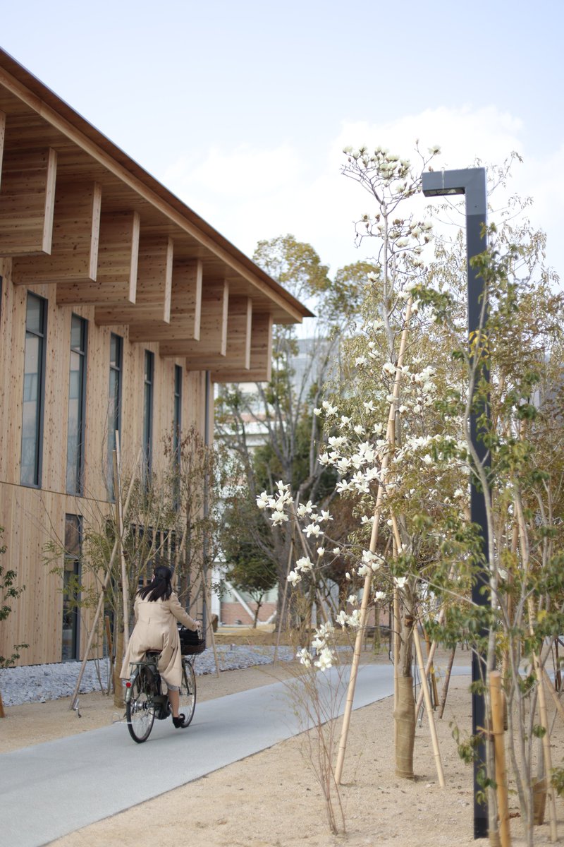 okayama_uni's tweet photo. \キレイに咲きました/
#共育共創コモンズ(#OUX)の傍に綺麗な #モクレン の花が咲きました!
花が「蓮(ハス)」に似ていることから、「#木蓮(モクレン)」と名付けられたそう。
美しい白色と少し甘い良い香りに癒されます。
OUXで授業を受ける学生さんは是非立ち寄ってみてくださいね♪ https://t.co/PhgZ42n09Q
