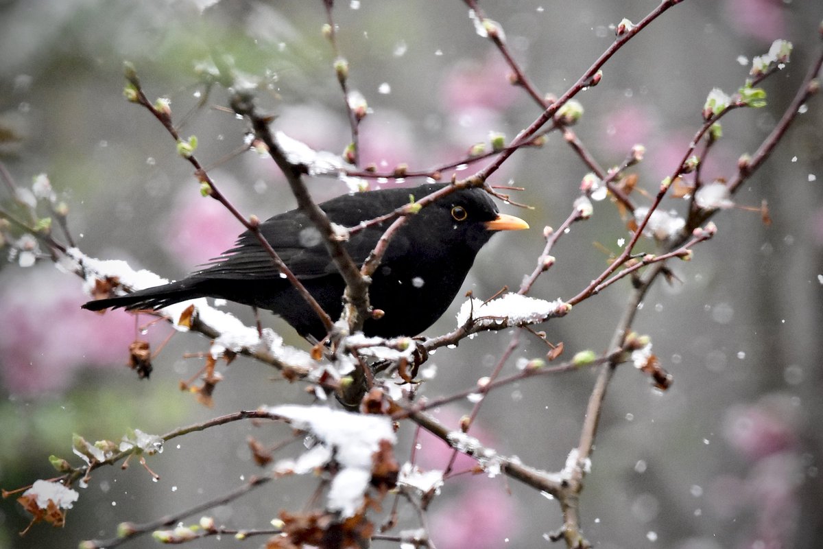 KerryitheForest's tweet photo. Our little bit of snow in my home town, was nothing to get excited about, but the birds coming down to feed is always cause for excitement. All photos taken in the slightly warmer living room. 😃
#gardenbirds #winterinmarch #BirdsOfTwitter #robin #nature #birdphotography #snow https://t.co/BqhMwkNj1M