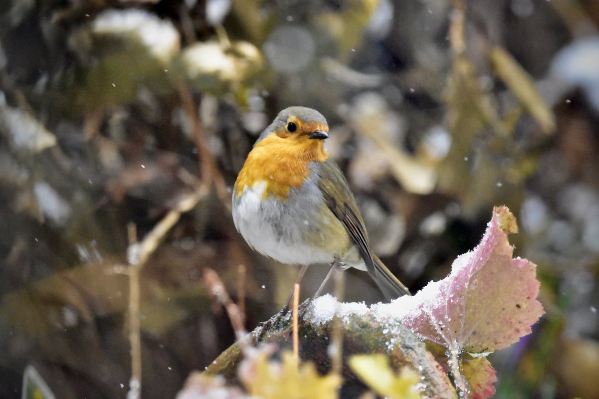 KerryitheForest's tweet photo. Our little bit of snow in my home town, was nothing to get excited about, but the birds coming down to feed is always cause for excitement. All photos taken in the slightly warmer living room. 😃
#gardenbirds #winterinmarch #BirdsOfTwitter #robin #nature #birdphotography #snow https://t.co/BqhMwkNj1M