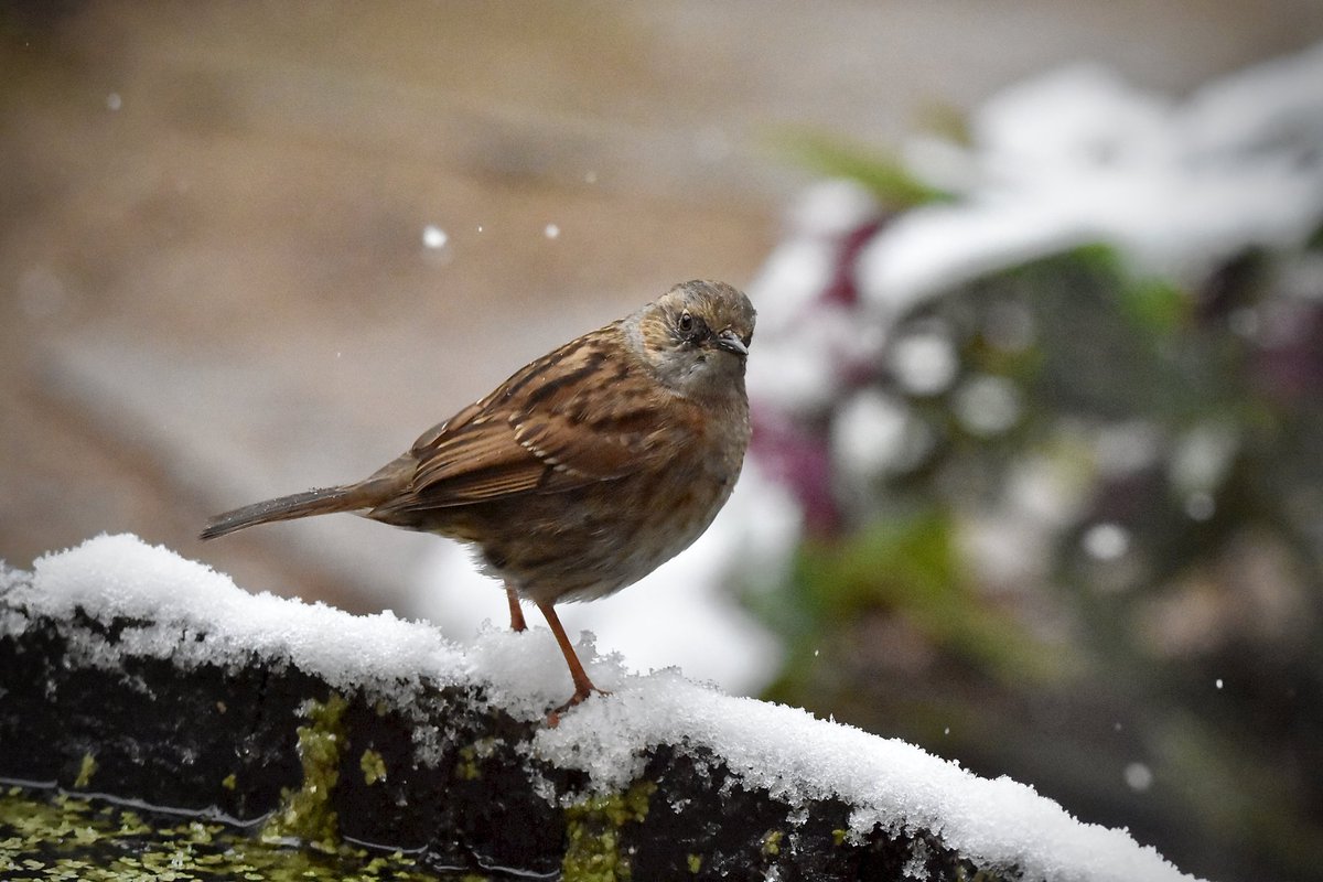 KerryitheForest's tweet photo. Our little bit of snow in my home town, was nothing to get excited about, but the birds coming down to feed is always cause for excitement. All photos taken in the slightly warmer living room. 😃
#gardenbirds #winterinmarch #BirdsOfTwitter #robin #nature #birdphotography #snow https://t.co/BqhMwkNj1M