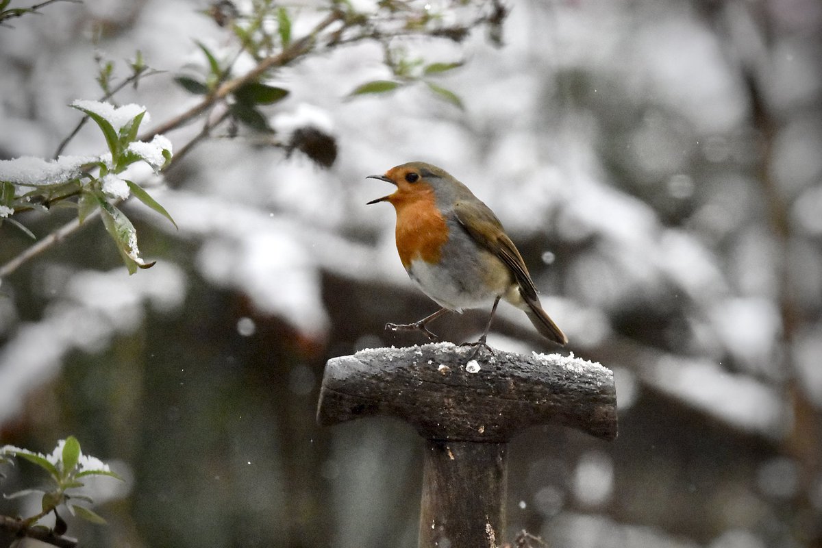 KerryitheForest's tweet photo. Our little bit of snow in my home town, was nothing to get excited about, but the birds coming down to feed is always cause for excitement. All photos taken in the slightly warmer living room. 😃
#gardenbirds #winterinmarch #BirdsOfTwitter #robin #nature #birdphotography #snow https://t.co/BqhMwkNj1M