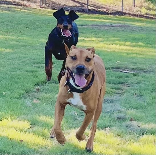 Adam_Stokesy's tweet image. Add caption  #deano #doby