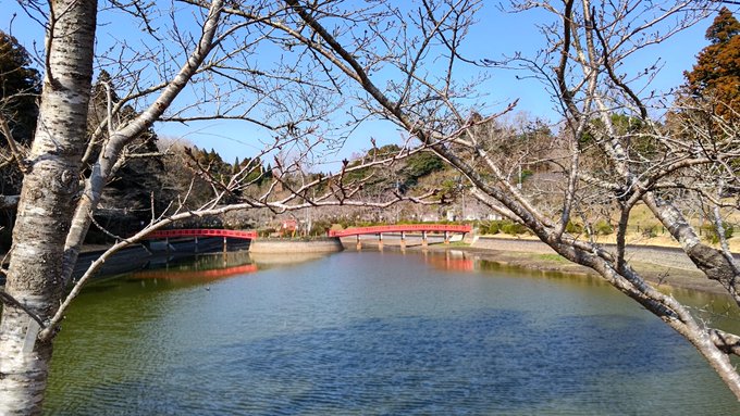 桜日記🌸咲きそうなのでペースを上げて調査します！今日はイベントの品物だった桜誉を持って公園を散歩。たぶん朝から酒飲みのヤ