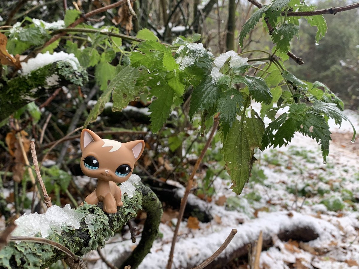 Lps_Photos's tweet photo. Some photos i took when it snowed :)
Glad I went out because the snow didn’t last  
#Lps #littlestPetShop https://t.co/d3KNsQax8H