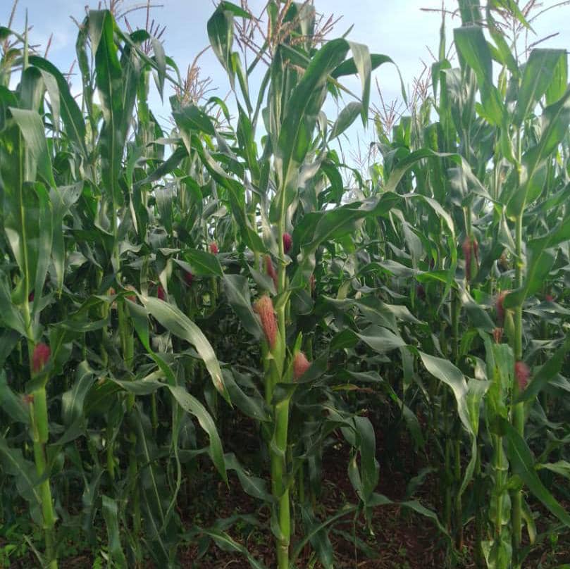 TuracoValley's tweet photo. Checklist for a bountiful maize harvest

✅Proper drainage
✅Proper pest &amp; disease control
✅Good seed quality
✅Timely planting

#MaizePlantation 
#Farming
#ConsistentlyGoodFood https://t.co/EYgWRsDLyS