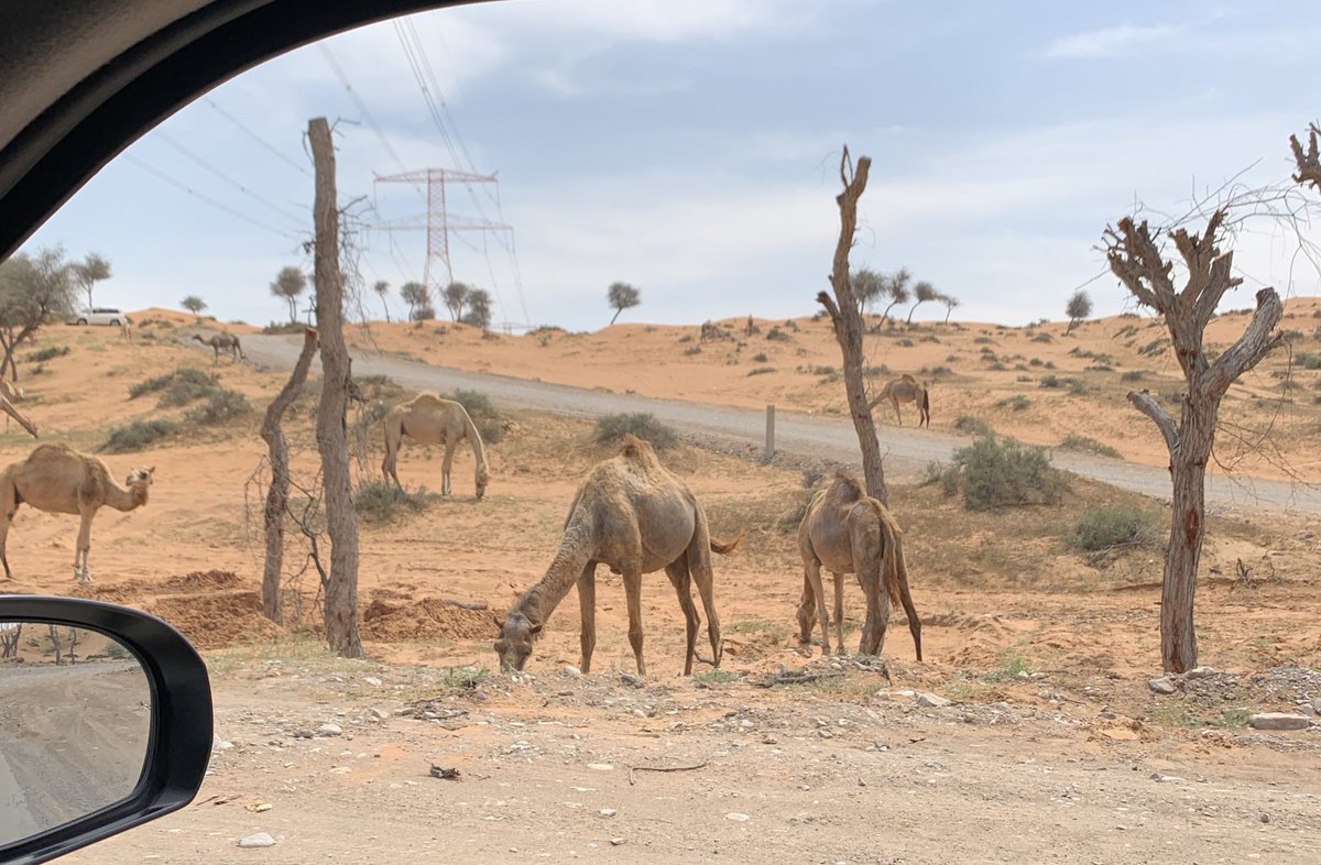 koosh700's tweet photo. 🐪 https://t.co/pHryXbm5F5