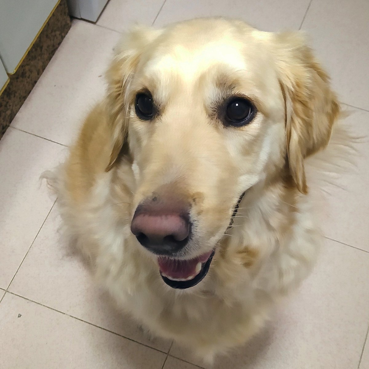 gemamrp's tweet photo. Adiós pequeña , no sabes lo mucho que te echo de menos . Siempre estarás en mi corazón .
#mascotas #Miperrita https://t.co/EXX4U7jLQC