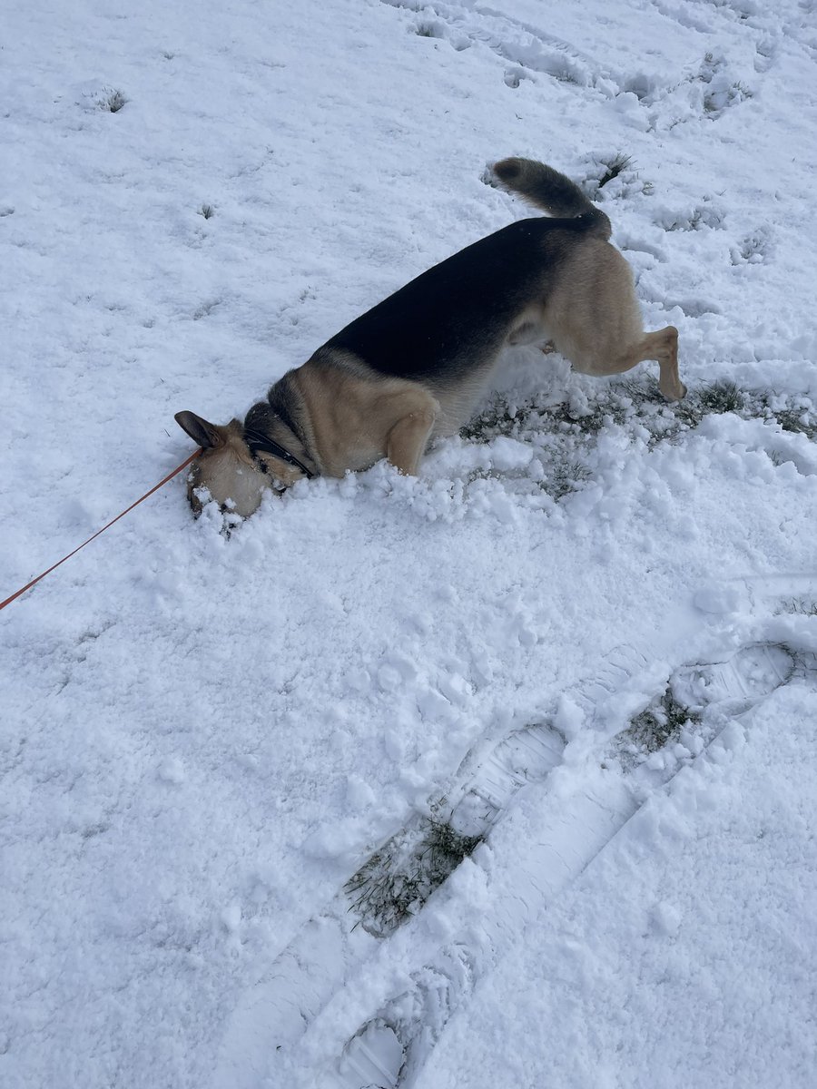 Bears attempt at a snow angel ❤️