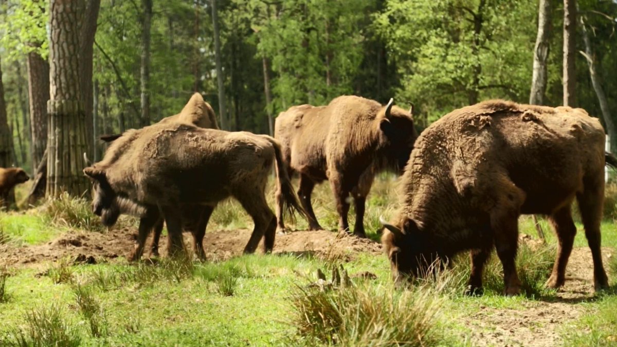BelarusMFA's tweet image. 🆘 If decisive actions are not taken now, it is quite possible that in a couple of decades we will be back to square one and will have to gather a new International Congress to restore the European bison population one more time 
#nobarriers #savebiodiversity #WildlifeProtection