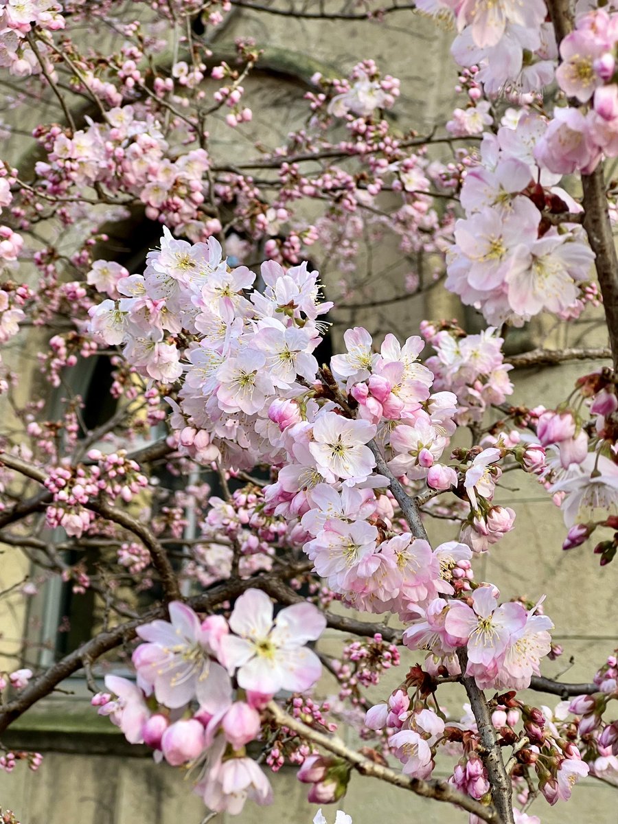 travelkyoto6's tweet photo. 春めき桜🌸

京都で真っ先に咲く早咲きの桜。
今年も綺麗に咲き始めました🌸 https://t.co/wSF2QnoEmO
